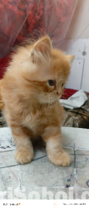 Persian cat